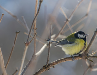 The great tit sitting on tree branch.