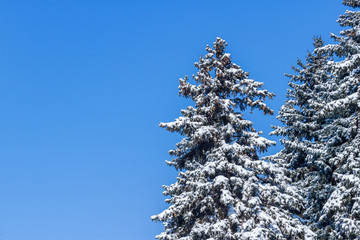 Fir tree wrapped by snow in the bright day