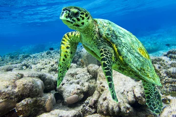 Foto op Plexiglas Hawksbill sea turtle swimming in Indian ocean in Maldives © mirecca
