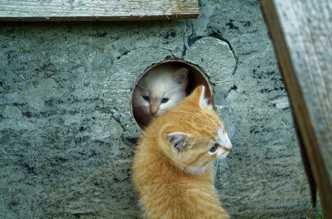 white and ginger kittens play about rural home