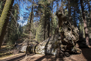Sequoias,Sequoia,Sequoia National Park,Sequoia trees,Red Wood, Giant,Giant trees, Huge, Big, Old, Landscape, Nature,American Nature,Sequoia National Forest, New Life,New Tree, New life on dead body 