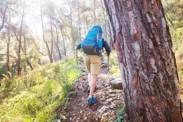 Obraz premium Hike in the forest