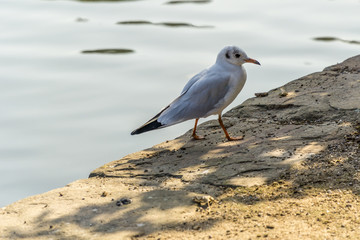 Seagull on the border of lake