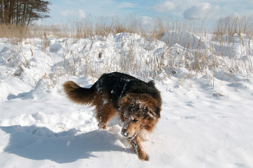Hund im Winter läuft vergnügt durch den Schnee