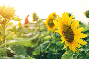 Close - up of sunflowers and yellow flower on the parkland, Macro of sunflower in the garden on morning.