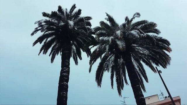 Palm Trees Under The Snow on The French Riviera, Falling Snow - 4K Video

