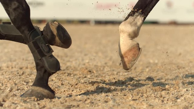 Horse in slow motion