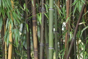 Fototapeta na wymiar Closeup of green and brown bamboo stems in winter