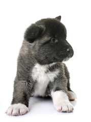 Obraz premium puppy american akita