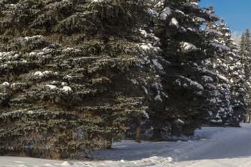 Green Christmas trees in winter