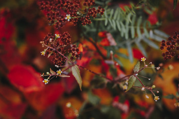 Small flowers on the blurred background