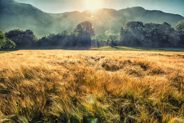 Wild grass field in the mountain valley - Powered by Adobe