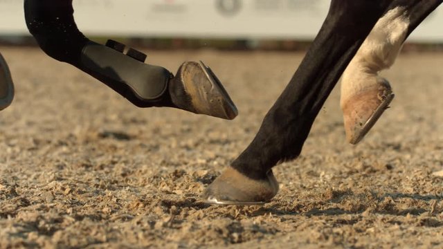 Horse legs in the sand in slow motion