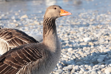 Graugans am Kiesufer an der Isar in Nahaufnahme