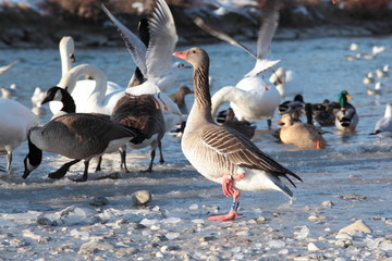 Graugans am eisigen Flussufer mit Schwänen und Möwen im Hintergrund