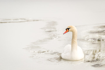 Obraz premium Swan in the frozen lake 