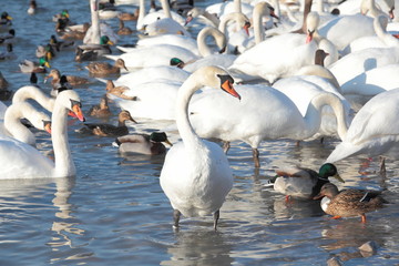 F&uuml;tterung von Schw&auml;nen und Enten am Flussufer der Isar im Winter