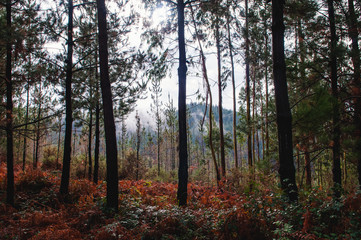 Forêt d'eucalyptus - Pays Basque