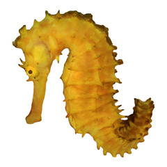 Seahorse cutout. Thorny Seahorse isolated on white background
