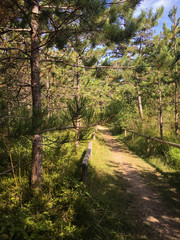 Fototapeta premium Walking in Bibione