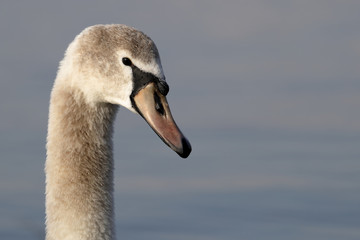 close-up of the head of a mute swan Cygnus olor