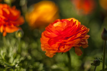 Fototapeta na wymiar Orange ranuncula flower blooming