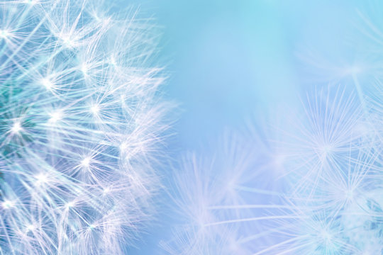 Fototapeta Dandelion seeds closeup blowing on light blue background. Greeting card template. Soft toned. Copy space. Spring nature