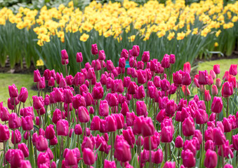 Purple l tulips and yellow daffodils  blooming in a garden