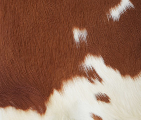 Fur of the cow natural material
