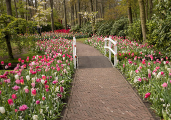 Obraz premium romantic path in the park between blooming colorful tulips 