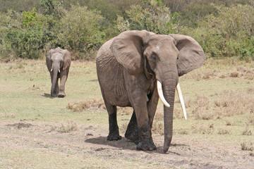 Fototapeta na wymiar Elefanten im Nationalpar