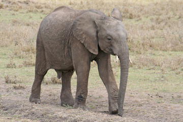 Fototapeta na wymiar Elefantenbaby, Jungtier
