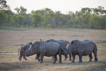 A horizontal, full length, colour photograph of a herd of four white rhinos, Ceratotherium simum, standing in side light in the Greater Kruger Transfrontier Park, South Africa.