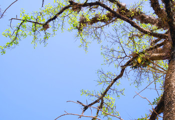 tree and blue sky texture background