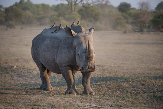 A horizontal, full length, colour photograph of a solitary white rhino, Cerathotherium simum, facing the camera in side light in the Greater Kruger Transfrontier Park, South Africa.
