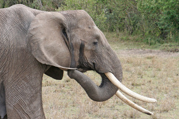 Elefant, Seitenansicht mit Stoßzähnen