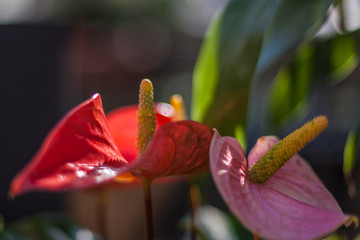 red anthurium flower