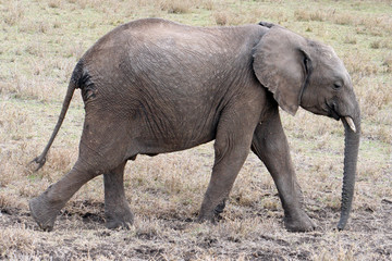 Elefant