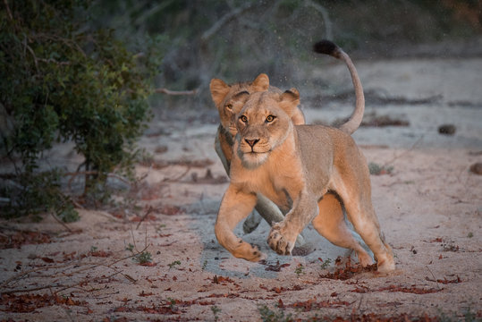 A horizontal, full length, colour photograph of two lionesses, Panthera leo, hunting in the Greater Kruger Transfrontier Park, South Africa.