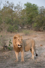 A vertical, full length, colour photograph of a male lion, Panthera leo, standing in side light in the Greater Kruger Transfrontier Park, South Africa.