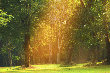 Landscape of trees in the forest, conservation, good morning with golden light.