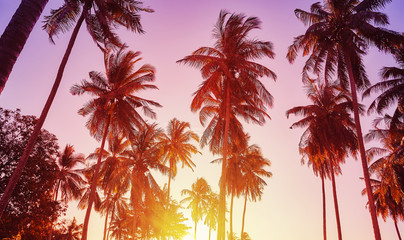 Fototapeta na wymiar Coconut palm trees silhouettes at sunset, color toned picture, vacation concept.