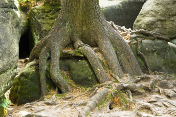 Ziemia Kłodzka - Błędne Skały