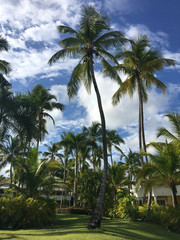 Fototapeta premium Beautiful palms of Dominican Republic