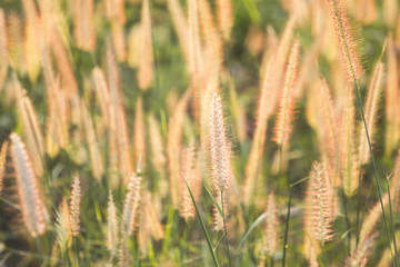 Fototapeta premium Good morning with golden light and fields full of grass in winter.