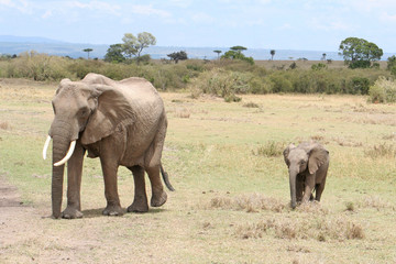 Obraz premium Elefant mit Jungtier