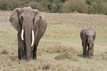 Elefantenbulle und Jungtier