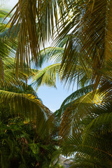 Fototapeta premium Beautiful palms of Dominican Republic. Dominican republic landscape, Caribbean Sea coast, Bavaro area.