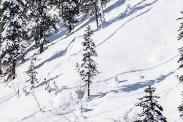Snowy winter forest with fir trees and pine trees with white snowdrifts and blue sky