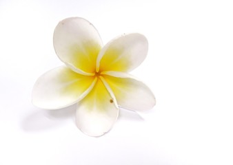 Plumeria , the white and yellow flower isolated on white background